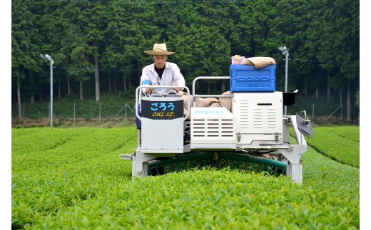 滋賀県産抹茶使用 泡立つ抹茶ラテ1kg【約66杯分】