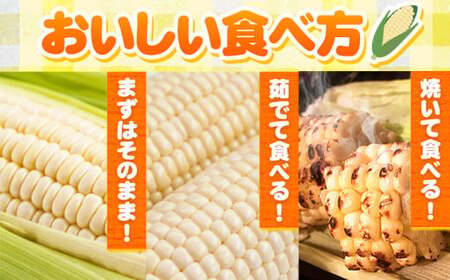 朝採れ直送！ とうもろこし 白いおおもの 甘い 約5kg 13本入り 2Lサイズ 七戸宏大《7月下旬-8月下旬出荷》岩手県 九戸村 ホワイトコーン 白いとうもろこし おおもの 5kg スイートコーン