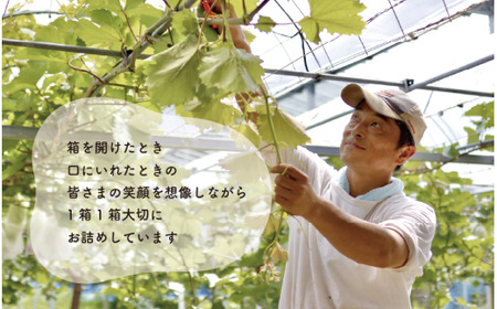 シャインマスカット＆ニューピオーネ 3-5房/計2.0kg～ (岡山県産) 【KF-B070-03】