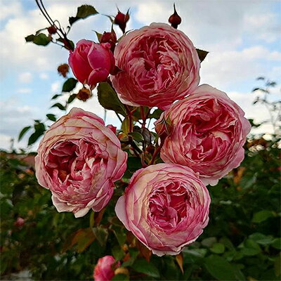 【ふるさと納税】【Apple Roses】バラ苗『アルカーナ』新苗育成苗6号ポット植え[52210684] 苗木 薔薇 フラワー 　お届け：2025年7月1日～2025年12月31日まで