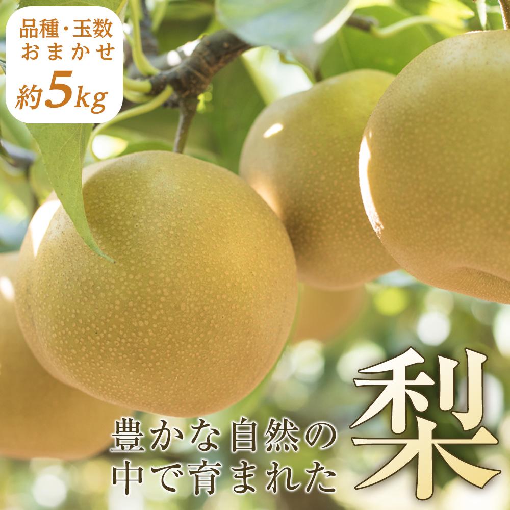 筑前町の豊かな自然の中で育まれた梨(約5kg)【産地直送】