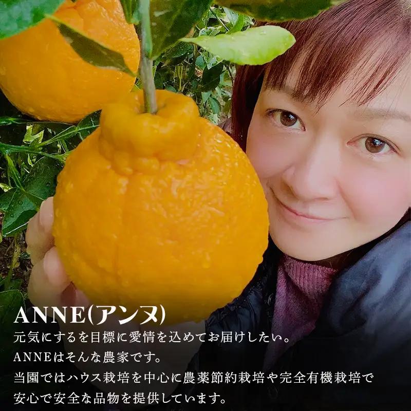 『先行予約』【令和9年2月中旬より順次発送】唐津産 不知火(琥珀) 約5kg(約16～20玉)