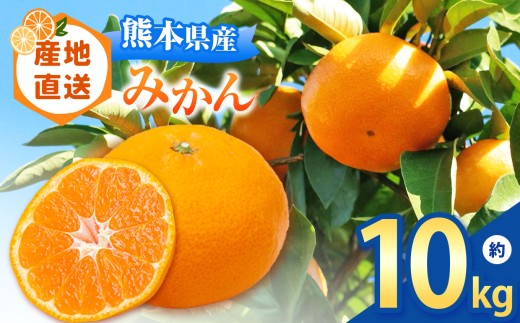 熊本県 なごみ町産 みかん 約10kg | 熊本県 熊本 くまもと 和水町 なごみまち なごみ みかん ミカン 蜜柑 柑橘 柑橘類 温州 果物 フルーツ