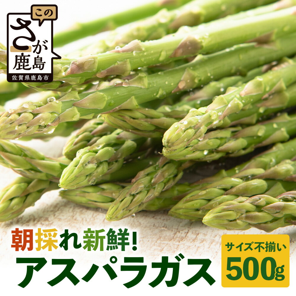 【ふるさと納税】朝獲れ新鮮！鹿島市産 アスパラガス 合計500g 【先行受付】（お届けは2026年6月～7月頃）【美味しい野菜で彩を】アスパラ 野菜 やさい 九州 国産 佐賀｜ 6601611 B-854