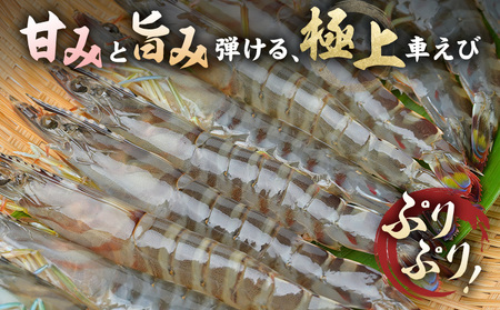 陸上養殖 車エビ 東山陸上養殖研究所 普通サイズ 約200g （7~12尾）《30日以内に出荷予定(土日祝除く)》岡山県 笠岡市 送料無料 えび 海老 車えび 車海老 海産物 魚 刺身 天ぷら エビフ