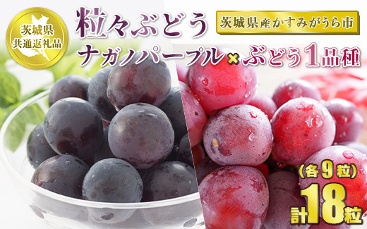 
            粒々ぶどう 合計18粒 各9粒 ナガノパープルとぶどう1品種【茨城県共通返礼品 かすみがうら市】セット 2種類 食べ比べ ナガノパープル ぶどう ブドウ 葡萄 果物 フルーツ お取り寄せ ※2024年8月下旬頃より順次発送予定
          