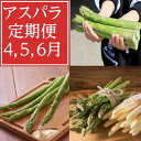 【ふるさと納税】【発送月固定定期便】4月・5月・6月北海道富良野産　アスパラ定期便全3回_ アスパラ 定期便 野菜 アスパラガス グリーン ホワイト 北海道 富良野産 全3回 やさい 生 ギフト プレゼント 国産 産直 産地直送 送料無料 【配送不可地域：離島】【4056330】