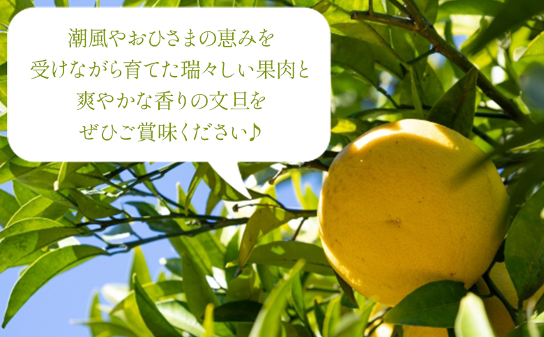 土佐文旦 5kg 大玉9〜10玉 - 果物 フルーツ 柑橘 ぶんたん ブンタン おいしい 送料無料 特産品 期間限定 数量限定 先行予約 柳本果樹園 高知県 香南市 常温 yg-0007