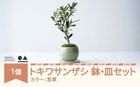 【鉢皿色・若草】 トキワサンザシ 常盤山査子 0.35kg 盆栽 植物 石木花 sw-botkx380 ※沖縄・離島への配送不可