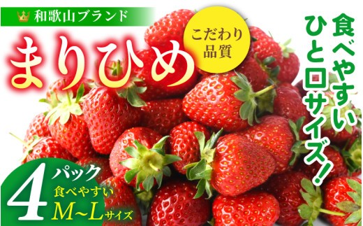 
                  まりひめ イチゴ 4パック 食べやすいひと口サイズ M～L（15粒～20粒入×4パック）【先行予約】/ いちご 苺 果物 和歌山 フルーツ ※2027年1月中旬～3月下旬頃順次発送（お届け日指定不可） ※離島への配送不可【kgr500-ml-4】
                