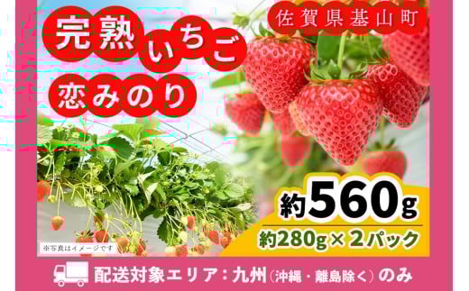 【九州内配送】【先行受付 2026年1月より発送】【農場直送！】恋みのり(約280g×2P)【ふるさと納税 基山町産 いちご イチゴ 朝採れ 完熟果】K100027
