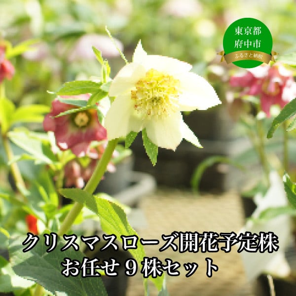 
            クリスマスローズのパイオニア　クリスマスローズ開花予定株お任せ9株セット
          