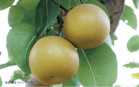 【フルーツ2回定期便】 桃 1kg ＋ 梨 5kg 【2026年5月下旬～10月上旬迄順次発送予定】 もも モモ なし ナシ 和梨 果物 果実 フルーツ 定期便 九州 熊本県 あさぎり町 常温