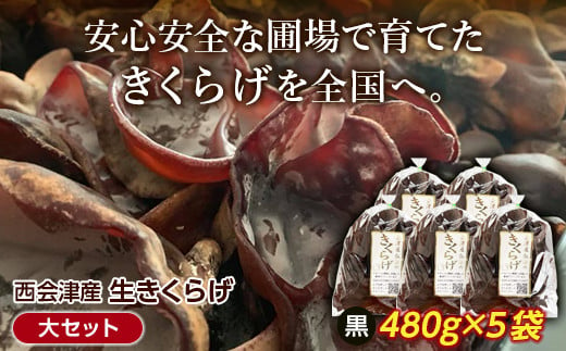 《期間限定》西会津産 生きくらげ 大セット (黒480g×5袋) 完全無農薬 生 きくらげ 木耳 キクラゲ 国産 おつまみ 食品 F4D-0233