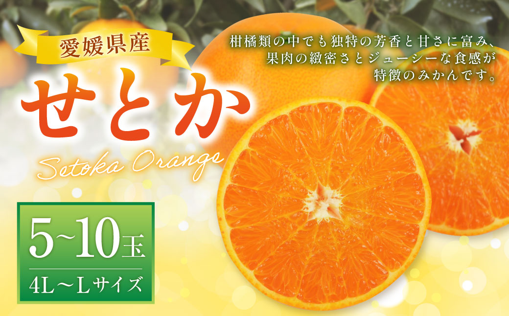 せとか 4L～Lサイズ みかん 蜜柑 柑橘 果物 くだもの フルーツ （521） 【2025年2月下旬～2025年3月下旬発送予定】