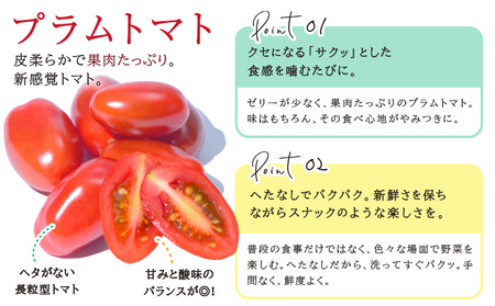 野菜 サラ詰め合わせセット　野菜セット