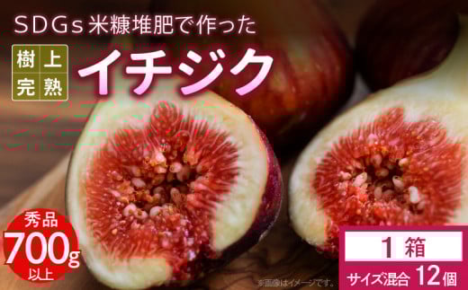 【先行予約】SDGs米糠堆肥で作った樹上完熟イチジク秀品700g以上（サイズ混合12個）潰れにくいイチジク専用容器入り【産地直送2025年8月より順次出荷】_イチジク秀品700ｇ以上 （サイズ混合12個） ＳＤＧｓ 米糠堆肥 樹上完熟 桝井ドーフィン イチジクケーキ ジャム ジェラート ジュース ドライフルーツ 潰れにくい イチジク専用容器 入り 宙吊り包装  福岡 久留米 送料無料_Gv040