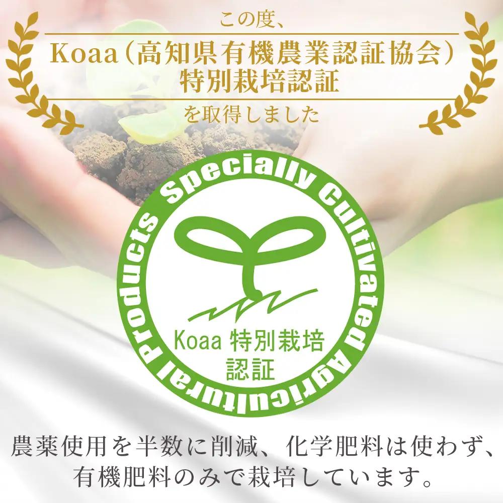 【特別栽培みかん】【2026年10月以降順次配送分】ふじ農園 贈答用 2.5kg 小玉 みかん fn-0009