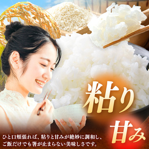 【 上総の純粋米 】 精米 令和7年産 厳選 千葉県産 コシヒカリ 10kg（5kg×2袋） | 泉屋