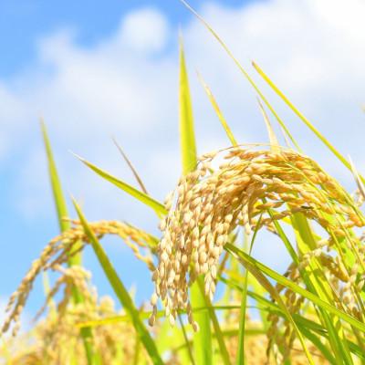 ふるさと納税 郡山市 令和7年産 福島県郡山産 あさか舞 ひとめぼれ 精米 5kg |  | 03