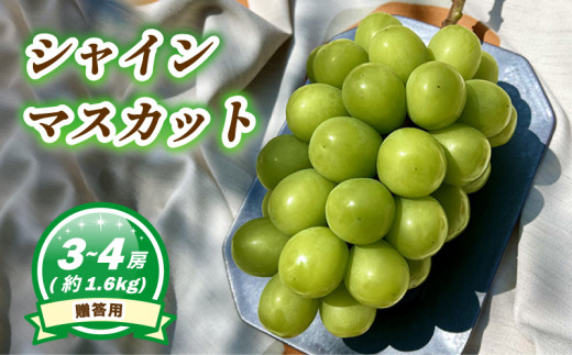 シャインマスカット 約1.6kg ( 3~4房 ) 数量選択可 < 贈答用 > 【2026年8月上旬頃から順次発送】  | ぶどう シャインマスカット 贈答 皮ごと 種なし 数量限定 愛媛県産 松山市