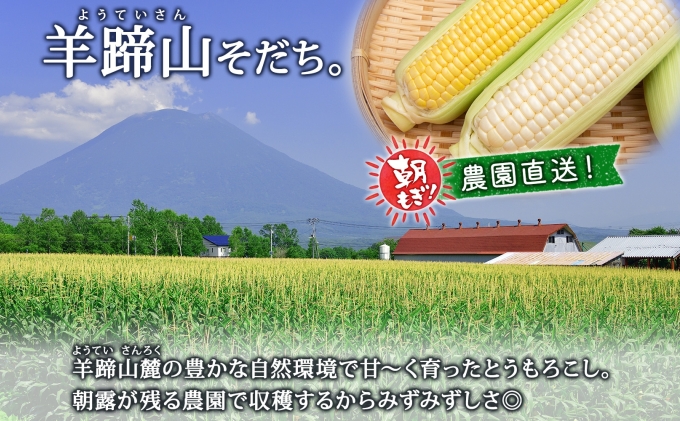 【 2026年 発送 】 北海道産 とうもろこし 2種 計24本 L-2L サイ