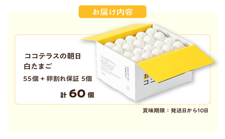 ココテラスの朝日（白たまご）55個 + 5個保証（計60個）