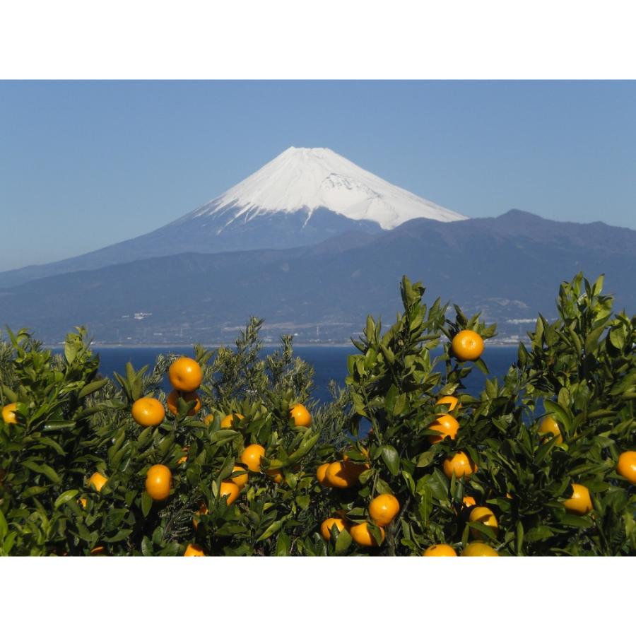 ＜木負観光みかん園＞由良みかん3kg　贈答用