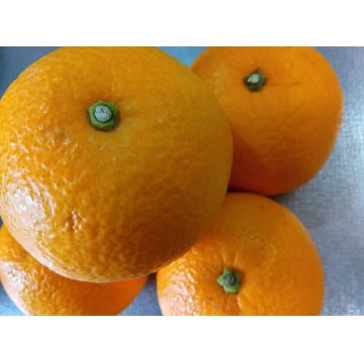 【2026年1月中旬より順次発送】森本農園の八朔 　贈答用　2kg【1626647】