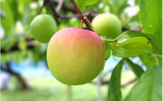 先行予約 すもも（大石）1.8kg ※5月下旬～6月中旬頃に順次発送予定【期間限定・2026/5/31まで】 / スモモ お取り寄せ 期間限定 夏 フルーツ 果物  和歌山県 田辺市【mtm006-2