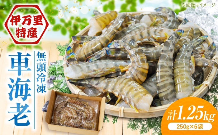 【加熱用】伊万里特産 無頭冷凍車海老 計1.25kg（250g×5袋）/ 海鮮 車エビ 海老 エビ えび 小分け エビフライ shrimp / 佐賀県 / 株式会社拓水 伊万里クルマエビセンター [41AEAJ009]