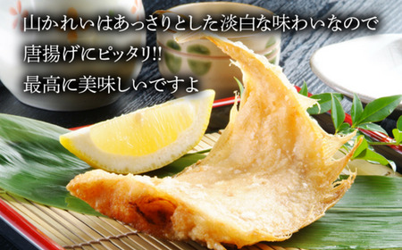 干物 甘干し山かれい2kg（15枚入り）干物の本場 香住産 冷凍 08-06
