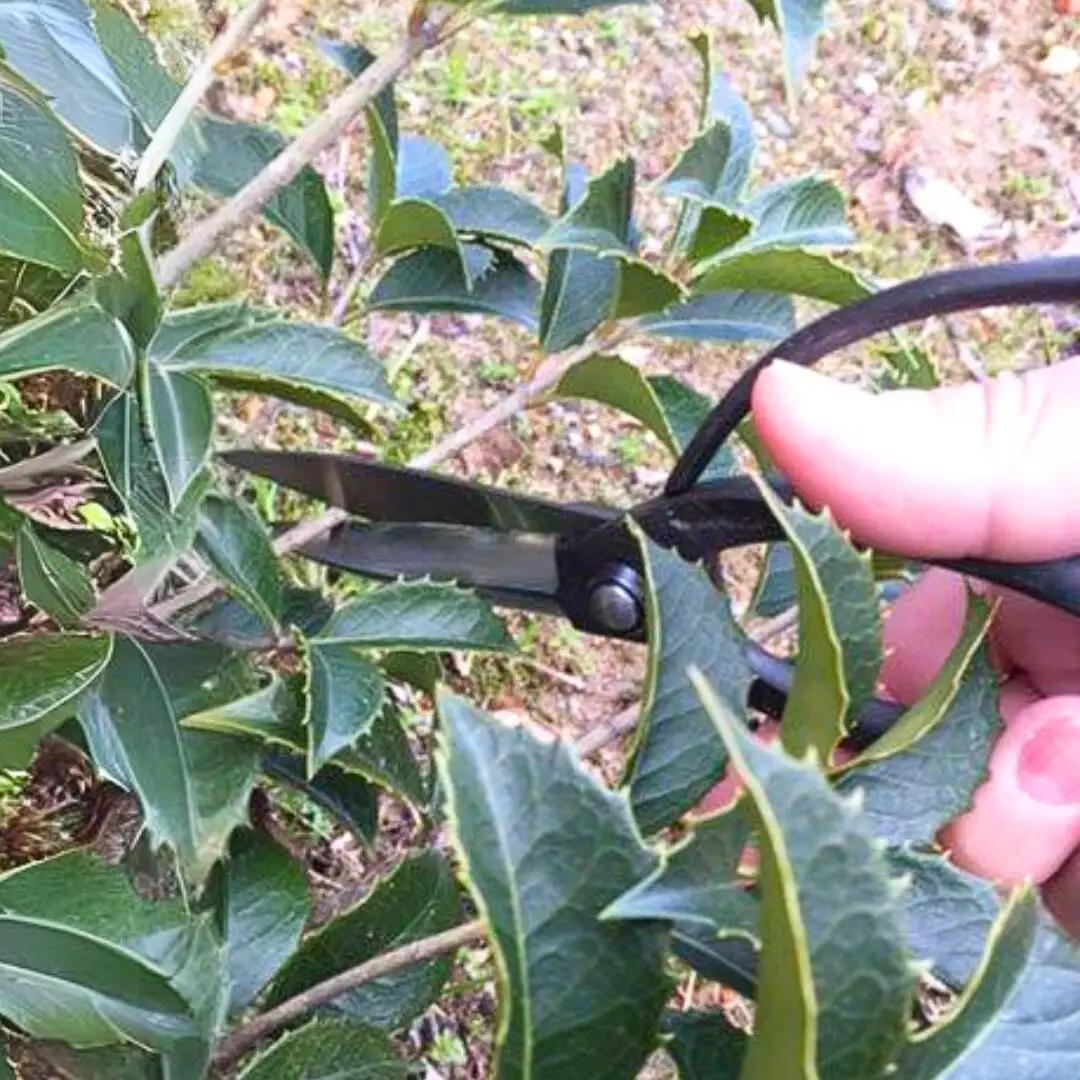 火造り鍛造 大久保鋏 燕三条製 [外山刃物] 鍛造 燕三条製 園芸 農作業 庭仕事 造園 生け花 活け花 生花 活花 ガーデニング 剪定 盆栽 プロ仕様 園芸はさみ 園芸鋏 花鋏 花はさみ 生花 宗家