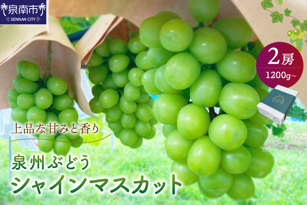 
                  泉州ぶどう シャインマスカット 2房【065D-015】
                