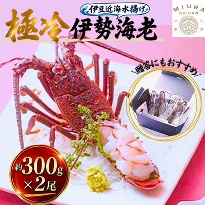 
極冷伊勢海老約300g×2尾【1108279】
