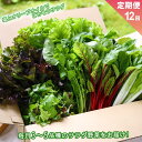 【ふるさと納税】お野菜セット サラダ野菜セットの定期便 12ヶ月 毎月1回 お届け 新鮮 阿蘇谷 採れたて 産地直送 3～5品種 フレッシュ 健康 美味しい 瑞々しい 熊本県 阿蘇市