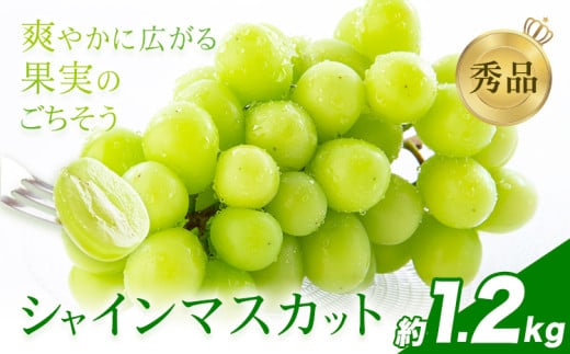 シャインマスカット 秀品 約1.2㎏（2～5房） 日本フルーツ《6月下旬-8月末頃出荷》熊本県 荒尾市 ぶどう ブドウ 果物 フルーツ スイーツ デザート ギフト ご贈答