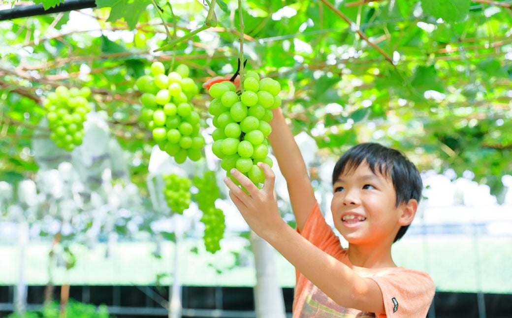 観光農園吉次園の「旬を味わうフルーツ狩りパスポート」