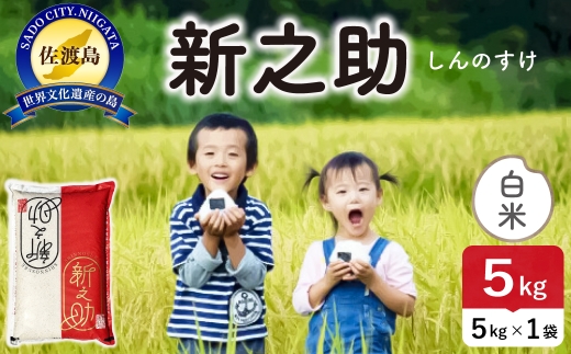 令和8年産 佐渡島産 新之助 白米5kg | 新潟県産新之助 新潟産新之助 佐渡産新之助 新之助 お米 米 白米 精米 おこめ コメ 5キロ にいがた さど 新潟県 佐渡市