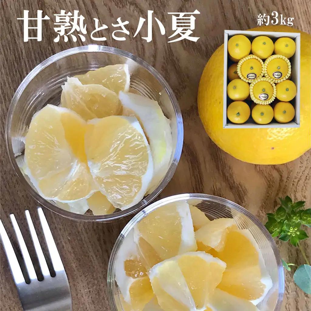 【先行予約】甘熟とさ小夏 特選品贈答用（S~Lサイズ）約3kg〈2027年4月上旬-2027年5月中旬頃発送〉高知県土佐市 【株式会社SHIRAKI】 [BQAI029]