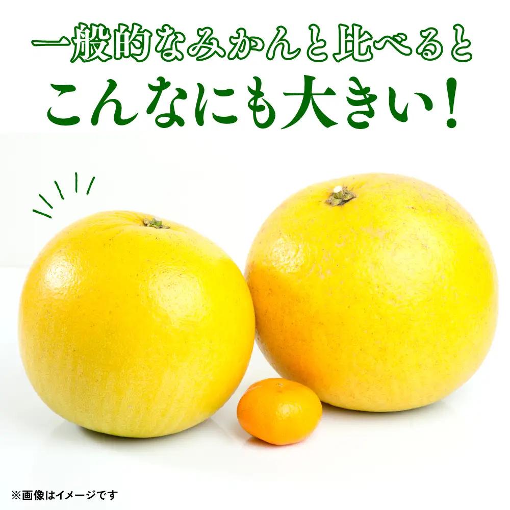 【先行予約】熊本県八代市産 晩白柚 （ばんぺいゆ） 2Lサイズ(約2kg)×4玉～5玉 柑橘 【2026年12月上旬より順次発送】