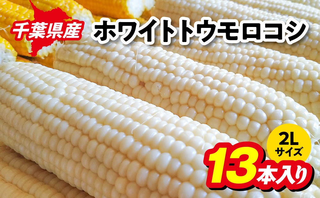 
                  【６月下旬～8月上旬配送】千葉県産　ホワイトトウモロコシ　２Lサイズ１３本入り／とうもろこし トウモロコシ コーン 白いとうもろこし ホワイトトウモロコシ  濃厚な甘み  農家直送 千葉県 千葉県産 千葉県山武市　 SMCZ001
                