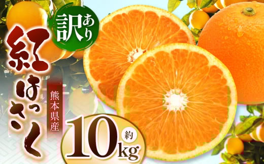 こだわり栽培 訳あり 紅八朔 約 10kg iFARM 岩城農園 | フルーツ 果物 くだもの 柑橘類 柑橘 べにはっさく 八朔 訳アリ ご家庭用 家庭用 10キロ 熊本県 玉名市