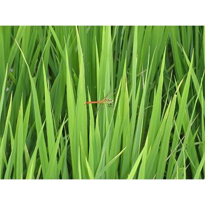 ふるさと納税 登米市 ササニシキ白米5kg(宮城県認証栽培期間中農薬・化学肥料不使用栽培) |  | 01