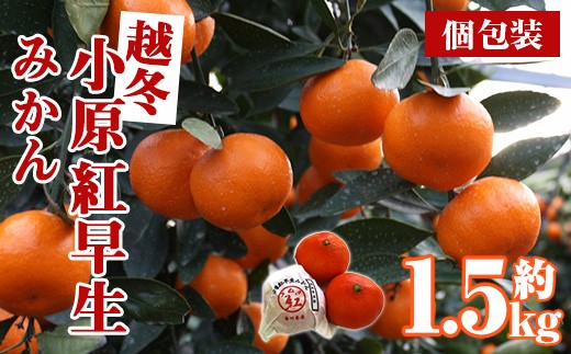 
                  ＜先行予約！2027年1月上旬以降順次発送予定＞香川県産 越冬小原紅早生みかん(約1.5kg/個包装) 【man361】【Aglio nero】
                