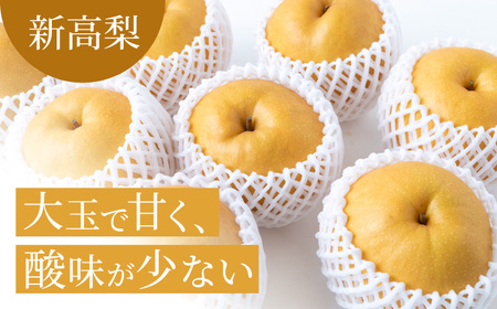 【先行予約】有機配合肥料使用 新高梨 6玉から10玉 2025年9月中旬から9月下旬 出荷予定【春光園】 梨 なし 果物 フルーツ