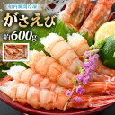 【ふるさと納税】【発泡箱入り】漁船直送☆船内瞬間冷凍 がさえび 約600g 【希少 海老 えび エビ ガサエビ ガラエビ がらえび ザコエビ ブルエビ ガマエビ ガスエビ がすえび 越前えび 殻付き 有頭 生食 刺身 魚介類 魚貝類 産地直送 国産】