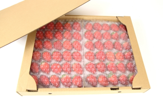 【先行予約】【産地直送】JBファームのなつおとめ（約1200g） ｜ 栃木県宇都宮市 いちご イチゴ 苺 なつおとめ ※2025年6月上旬～2026年1月下旬頃に順次発送予定