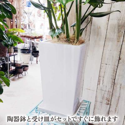 ふるさと納税 糸島市 モンステラ (大) (スクエアポット) cocoha [AWB021] 観葉植物 室内 大きい |  | 02