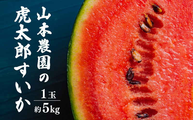 
【先行予約】甘味が強い 虎太郎すいか 約5kg 1玉 数量限定 産地直送【果物 フルーツ スイカ】【2025年7月下旬より順次発送】 [e58-a001]
